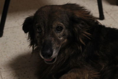 Close-up portrait of dog at home