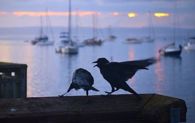 Ravens fighting on railing by sea during sunset