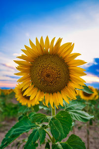 Close-up of sunflower on field against sky