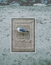 Bird perching on wall