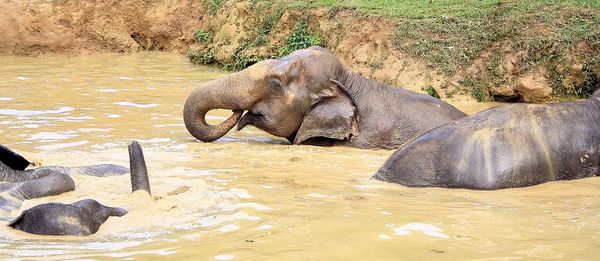 High angle view of elephants relaxing on river