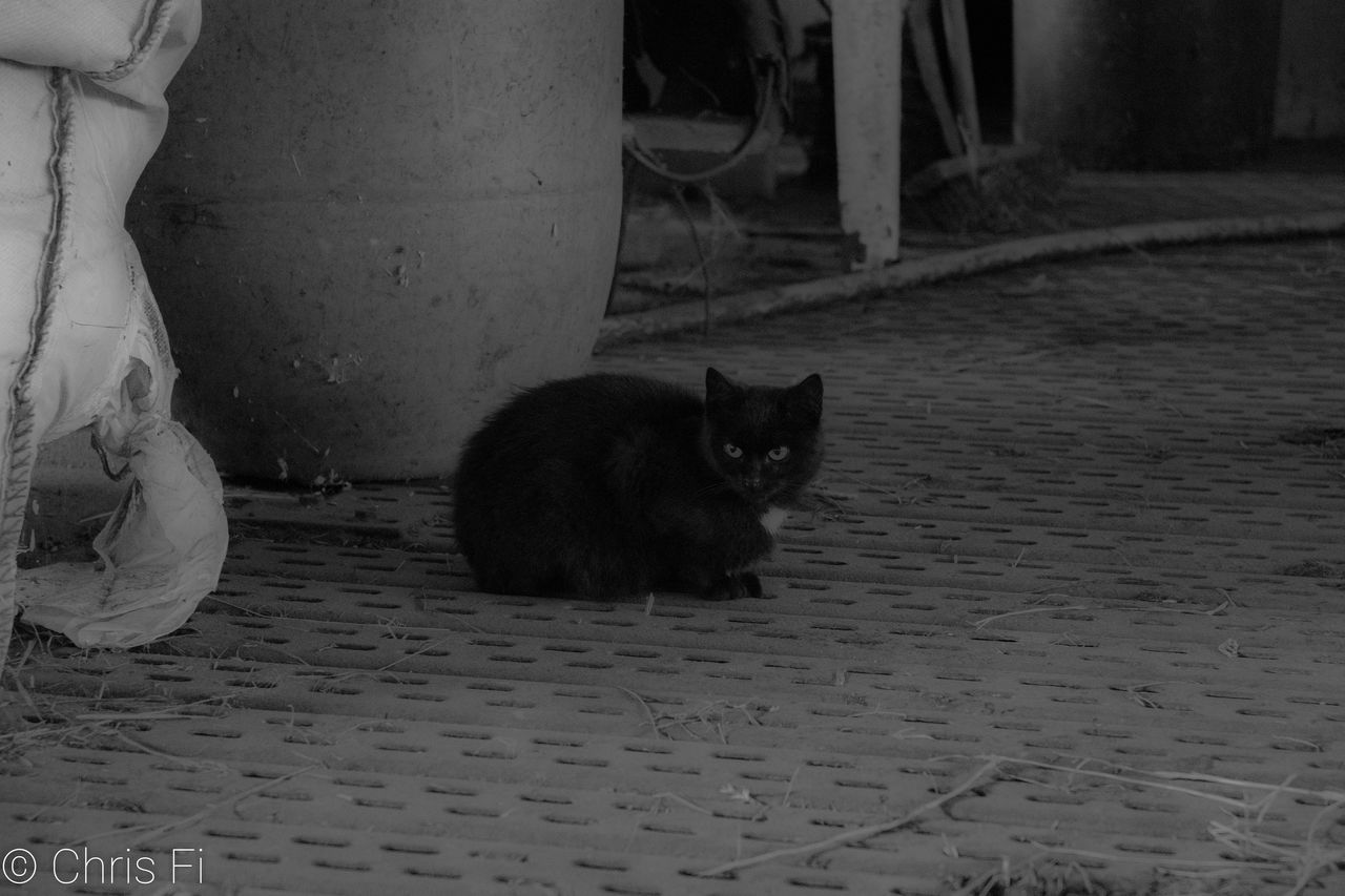 CAT SITTING ON FLOOR IN ROOM