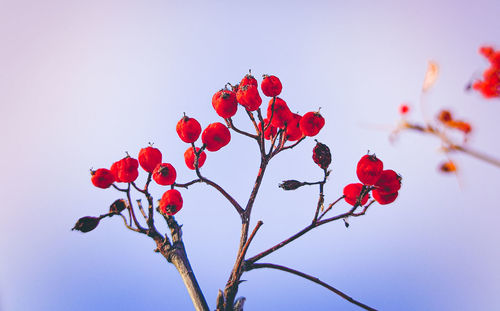 Low angle view of red flowering plant against clear sky