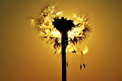 Low angle view of silhouette plant against sky during sunset