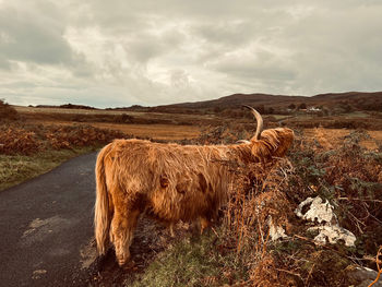 Highland cow