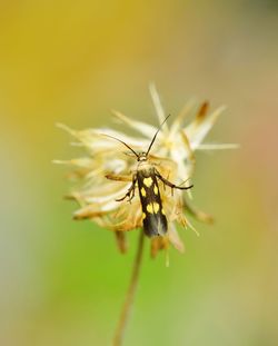 Close-up of insect on flower