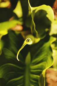 Close-up of plant growing outdoors