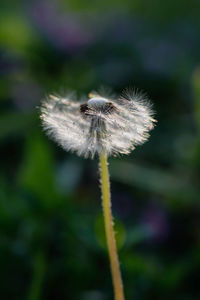 Close-up of dandelion against blurred background