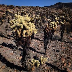 Close-up of cactus plants on desert