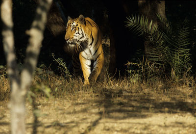 View of a cat on field