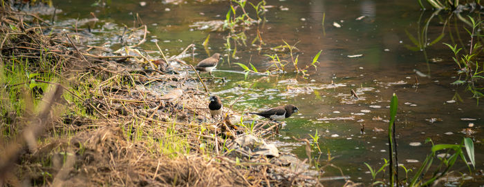 Birds perching on a lake