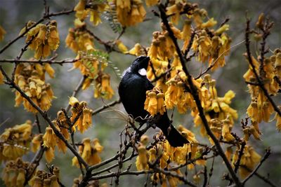 Tui bird perching on a tree.