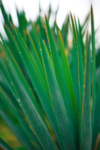 Close-up of wet plant