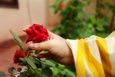 Cropped hand of child holding red flower