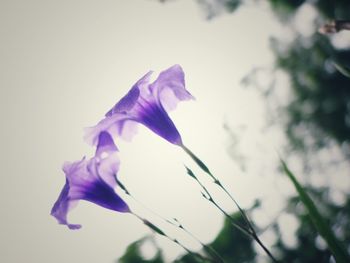 Close-up of purple flower against blurred background