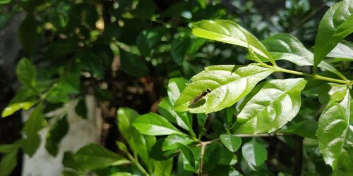 Close-up of fresh green leaves