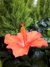 Close-up of hibiscus blooming outdoors