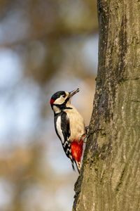 Low angle view of bird perching on tree