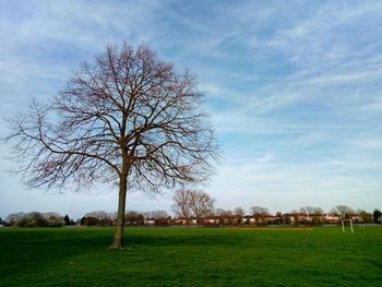 Bare tree on field against sky