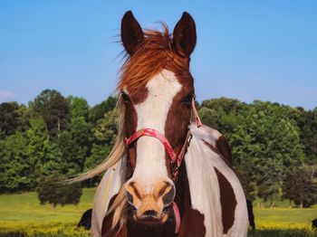 Horse standing on field against sky