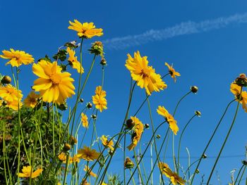 Low angle view of yellow flowering plants on field against sky