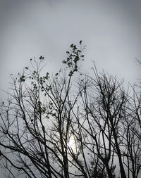 Low angle view of silhouette tree against sky