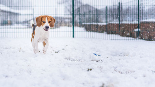 Dog running in snow covered field
