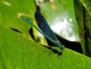 Close-up of insect on leaf