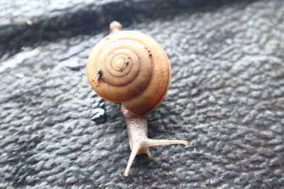 Close-up of snail