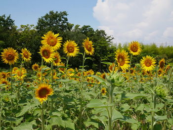 View of yellow flowering plants on field