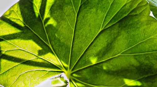 Full frame shot of leaves