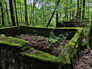 Trees in forest