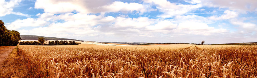 Scenic view of agricultural field against sky