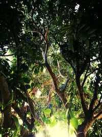 Low angle view of tree