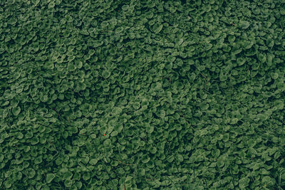 Tropical dark green leaves nature concepts background .