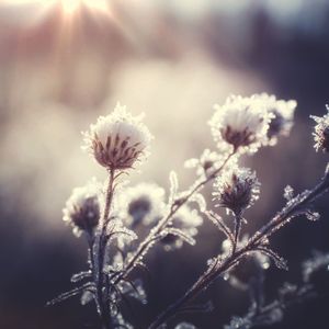 Close-up of flower plant in winter