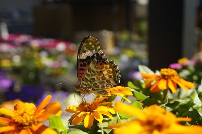 Close-up of butterfly pollinating on flower