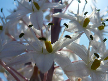 Macro shot of flower