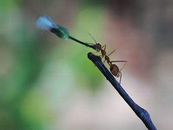 Close-up of insect on twig