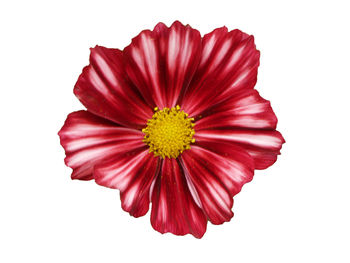Close-up of red flower against white background