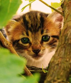 Close-up portrait of a cat