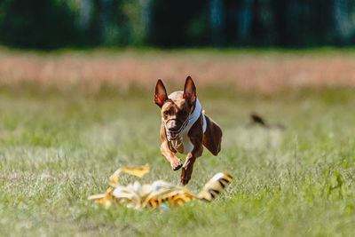 Cirneco dell etna dog running fast and chasing lure across green field at dog racing competion