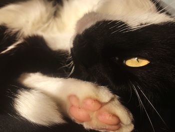 High angle view of cat