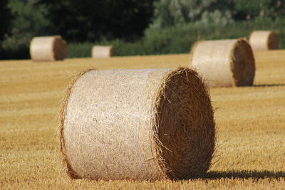 Hay bales on field