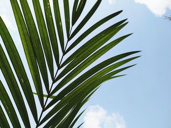 Low angle view of palm tree leaves against sky