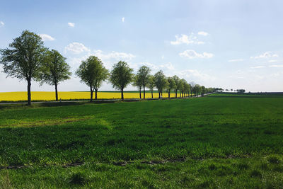 Trees on field against sky