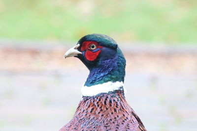 Close-up of a bird looking away