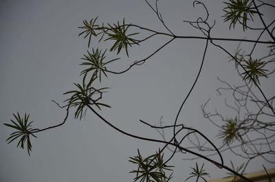 Low angle view of silhouette palm tree against clear sky