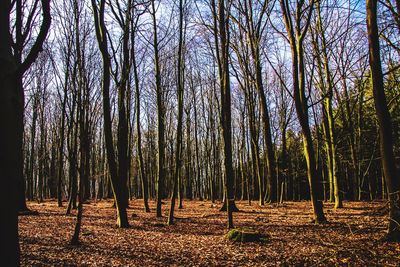 Trees in forest