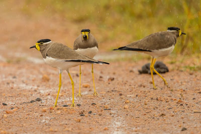 View of birds on land